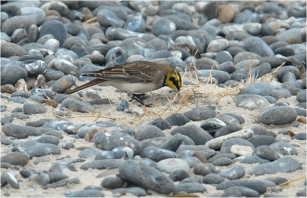 ORTOLAN, ORTOLAN BUNTING, EMBERIZA HORTULANA