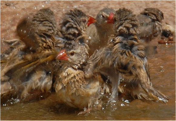 BLUTSCHNABELWEBER, RED-BILLED QUELEA, QUELEA QUELEA