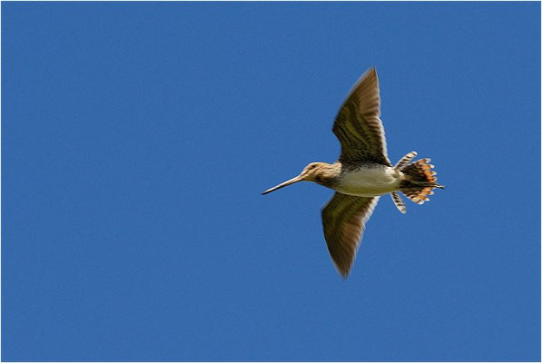 BEKASSINE, COMMON SNIPE, GALLINAGO GALLINAGO