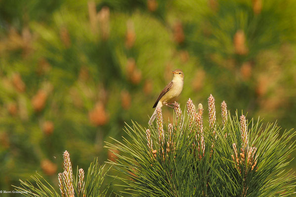 ORPHEUSSPÖTTER, MELODIOUS WARBLER, HIPPOLAIS POLYGLOTTA