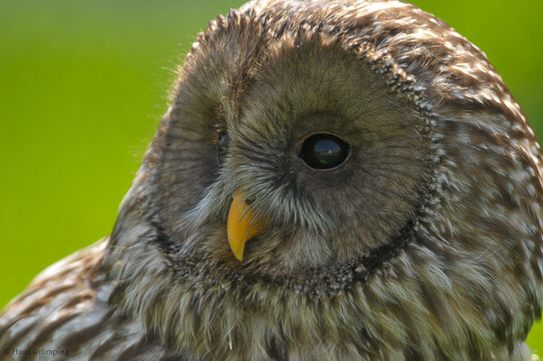 HABICHTSKAUZ, URAL OWL, STRIX URALENSIS