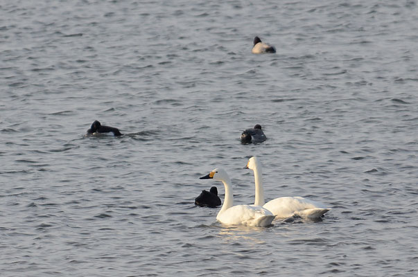 ZWERGSCHWAN, TUNDRA SWAN, CYGNUS COLUMBIANUS