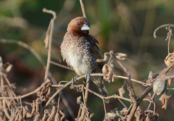 MUSKATFINK, SCALY-BREASTED MUNIA, LONCHURA PUNCTULATA 