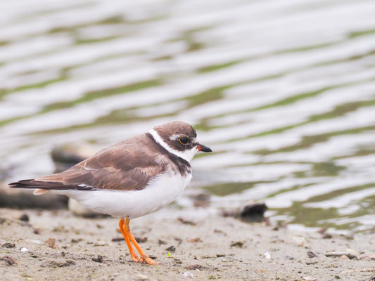 Amerikanischer Sandregenpfeifer, Semipalmated Plover - Charadrius semipalmatus