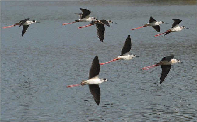 STELZENLÄUFER, BLACK-WINGED STILT, HIMANTOPUS HIMANTOPUS