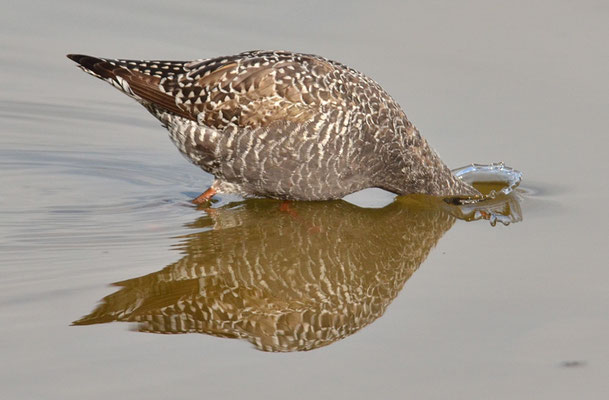 DUNKLER WASSERLÄUFER, SPOTTED REDSHANK, TRINGA ERYTHROPUS