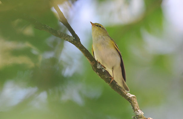 WALDLAUBSÄNGER, WOOD WARBLER,  PHYLLOSCOPOS SIBILATRIX