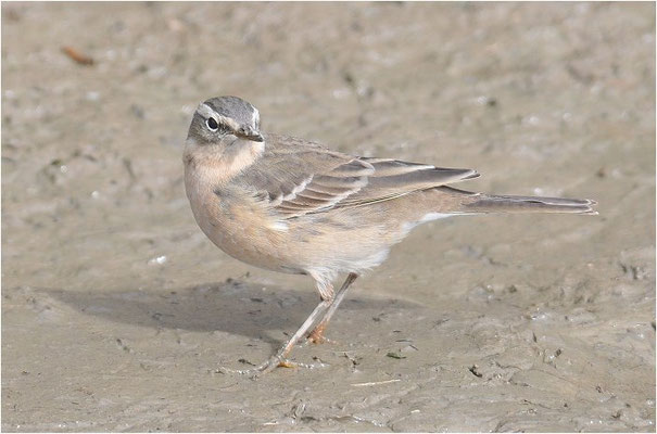 BERGPIEPER, WATER PIPIT, ANTHUS SPINOLETTA