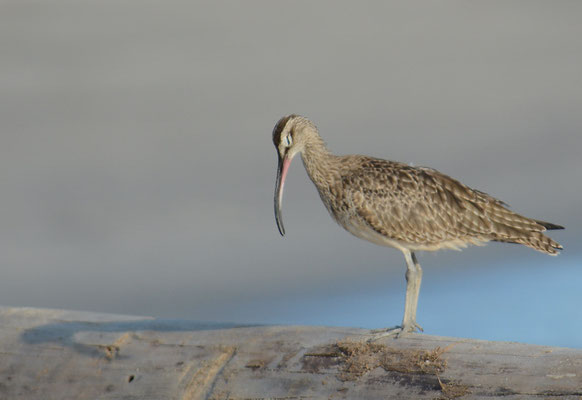 REGENBRACHVOGEL, WHIMBREL, NUMENIUS PHAEOPUS