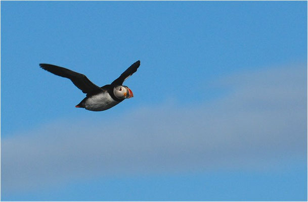 PAPAGEITAUCHER, ATLANTIC PUFFIN, FRATERCULA ARCTICA