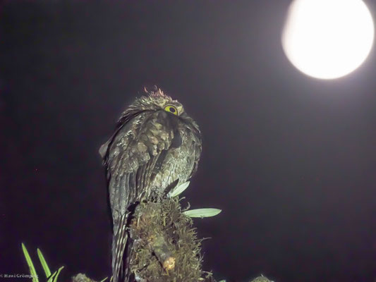 Urutau-Tageschläfer, Common Potoo - Nyctibius aethereus