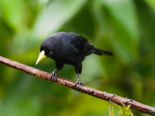 SCHARLACHBÜRZELKASSIKE, SCARLET-RUMPED CACIQUE - CACICUS UROPYGIALIS