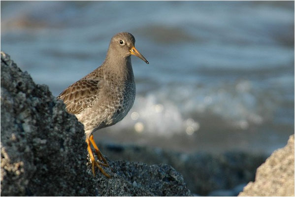 MEERSTRANDLÄUFER, PURPLE SANDPIPER, CALIDRIS MARITIMA