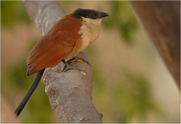 SPORENKUCKUCK, SENEGAL COUCAL, CENTROPUS SENEGALENSIS