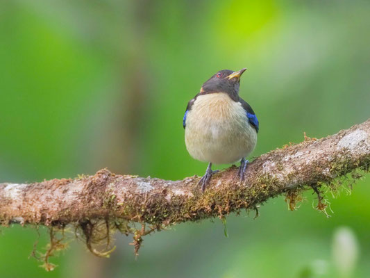 Halsband-Naschvogel, Golden-Collared Honeycreeper - Iridophanes pulcherrimus