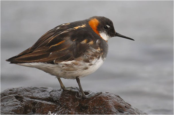 ODINSHÜHNCHEN, RED-NECKED PHALAROPE, PHALAROPUS LOBATUS