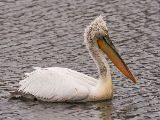 Krauskopfpelikan, Dalmatian Pelican - Pelecanus crispus