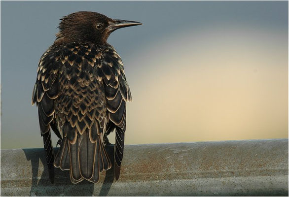 STAR, STARLING, STURNUS VULGARIS