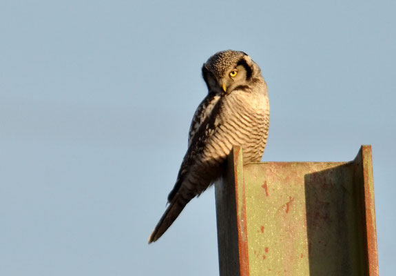 SPERBEREULE, HAWK OWL, SURNIA ULULA