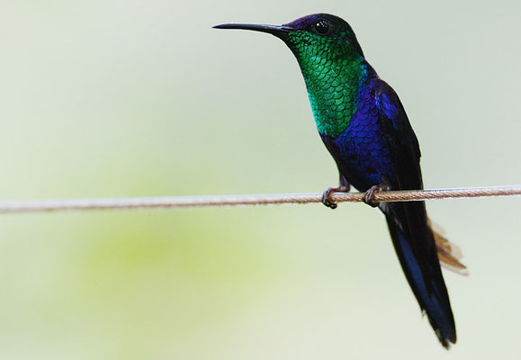 VIOLETTKRONENNYMPHE, VIOLET-CROWNED WOODNYMPH, THALURANIA COLUMBICA