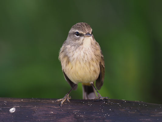 PALMENWALDSÄNGER, PALM WARBLER, SETOPHAGA PALMARUM