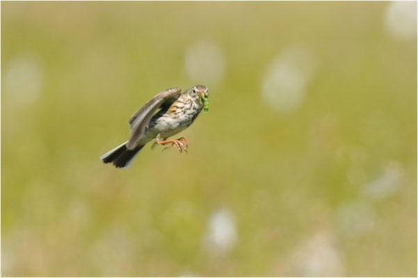 WIESENPIEPER, MEADOW PIPIT, ANTHUS PRATENSIS