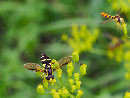 XANTHOGRAMMA PEDISSEQUUM, SPÄTE GELBRANDSCHWEBFLIEGE