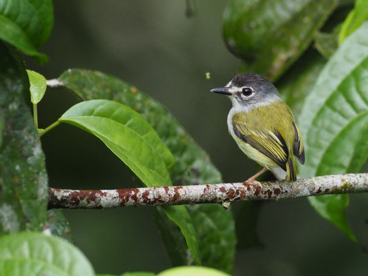 SCHWARZKAPPEN-ZWERGTYRANN, BLACK-CAPPED PYGMY-TYRANT - MYIORNIS ATRICAPILLUS