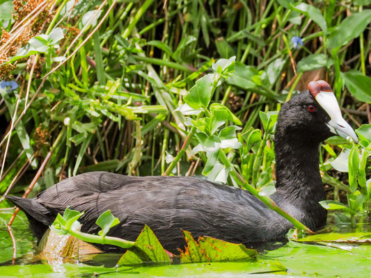 KAMMBLÄSSHUHN, RED-KNOBBED COOT, FULICA CRISTATA