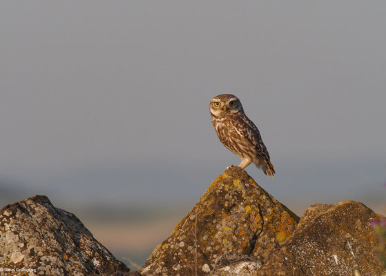 STEINKAUZ, LITTLE OWL , ATHENE NOCTUA