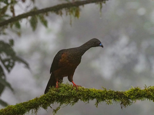 SICHELGUAN, SICKLE-WINGED GUAN - CHAMAEPETES GOUDOTII