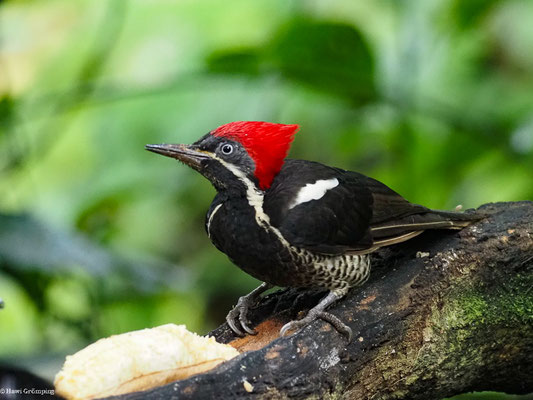 LINIENSPECHT, LINEATED WOODPECKER - DRYOCOPUS LINEATUS