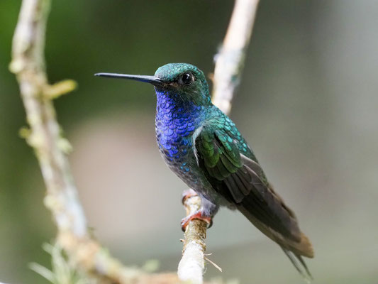 BLAUKEHL-ANDENKOLIBRI, GREEN-BACKED HILLSTAR - UROCHROA BOUGUERI