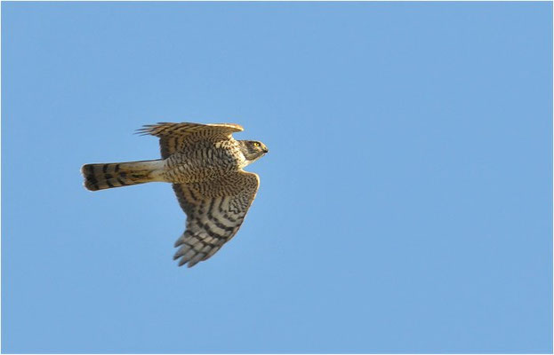 SPERBER, SPARROWHAWK, ACCIPITER NISUS