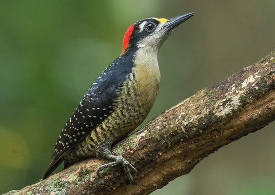 SCHLÄFENFLECKENSPECHT, BLACK-CHEEKED WOODPECKER, MELANERPES PUCHERANI