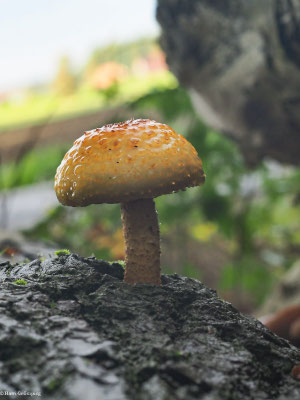 Schleimiger Schüppling - Pholiota adiposa