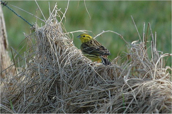 GOLDAMMER, YELLOWHAMMER, EMBERIZA CITRINELLA