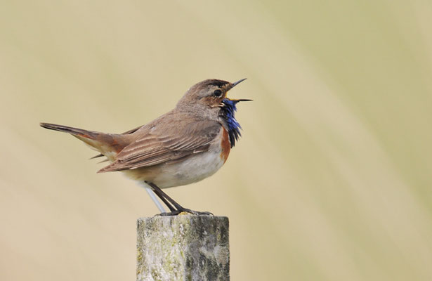 BLAUKEHLCHEN, BLUETHROAT, LUSCINIA SVECICA