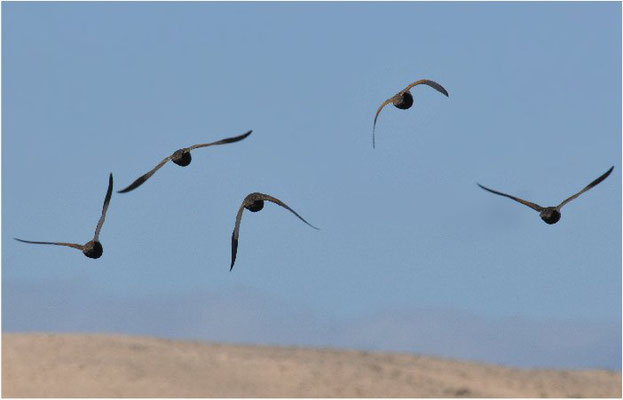 SANDFLUGHUHN, BLACK-BELLIED SANDGROUSE, PTEROCLES ORIENTALIS