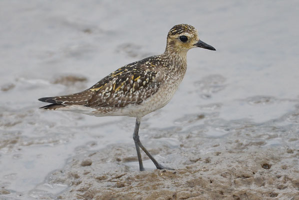 PAZIFISCHER GOLDREGENPFEIFER, PACIFIC GOLDEN PLOVER, PLUVIALIS FULVA 