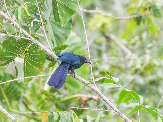 Riesenani, Greater Ani - Crotophaga major