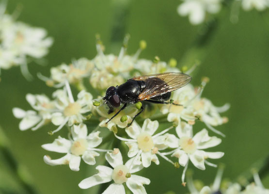 GELBFLÜGEL-ERZSCHWEBFLIEGE, CHEILOSIA IMPRESSA