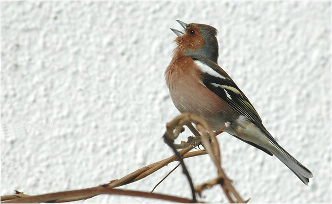 BUCHFINK, CHAFFINCH, FRINGILLA COELEBS