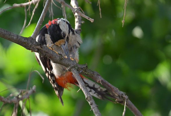 BUNTSPECHT, GREAT SPOTTED WOODPECKER, DENDROCOPOS MAJOR
