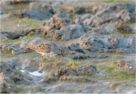 TEMMINCKSTRANDLÄUFER, TEMMINCK´S STINT, CALIDRIS TEMMINCKII