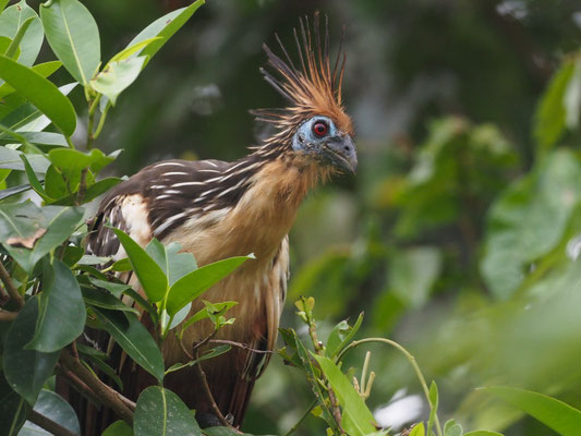 Hoatzin, Hoatzin - Opisthocomus hoazin