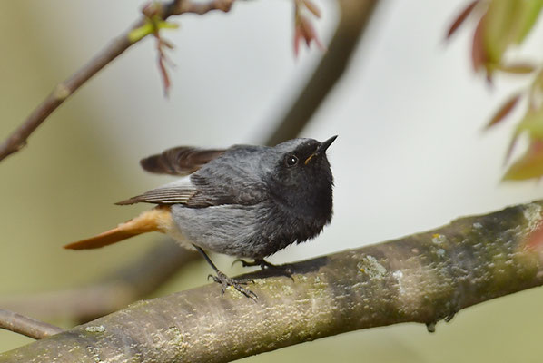 HAUSROTSCHWANZ, BLACK REDSTART, PHOENICURUS OCHRUROS