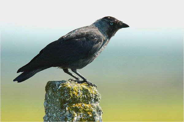 DOHLE, JACKDAW, CORVUS MONEDULA 