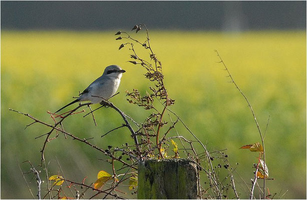 RAUBWÜRGER, GREAT GREY SHRIKE, LANIUS EXCUBITOR