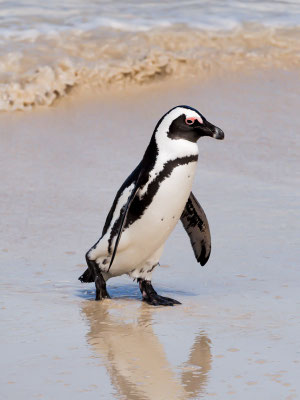 Kappinguin, african penguin, pespheniscus demersus